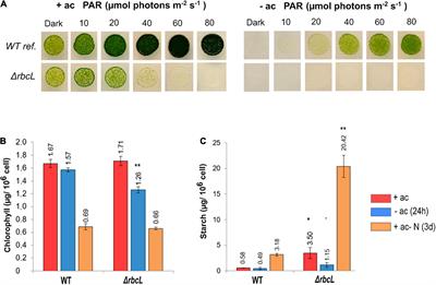 Interactions Between Carbon Metabolism and Photosynthetic Electron Transport in a Chlamydomonas reinhardtii Mutant Without CO2 Fixation by RuBisCO